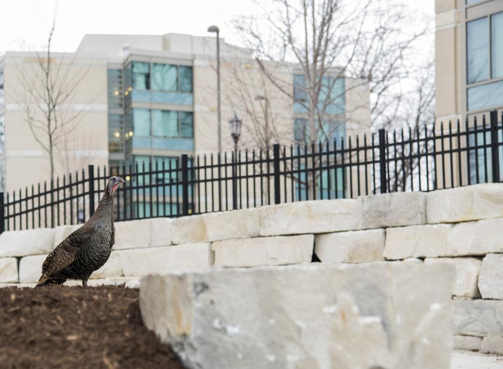 Carl, the beloved Kenosha wild turkey.